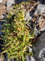 Saponaria caespitosa