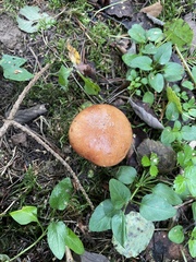 Leccinum albostipitatum