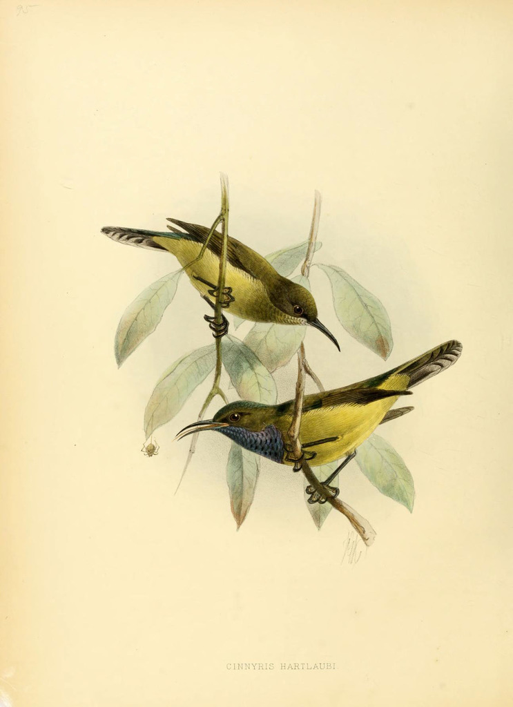 Anabathmis Sunbirds