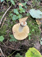 Leccinum albostipitatum