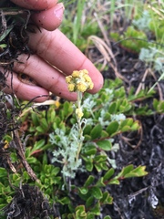 Artemisia hyperborea