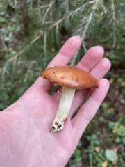 Leccinum albostipitatum