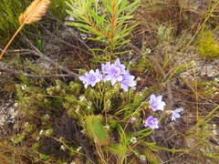Aristea glauca