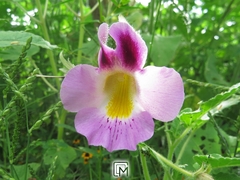 Proboscidea louisianica