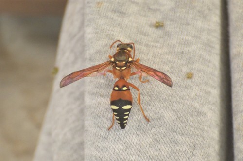 Synagris aestuans