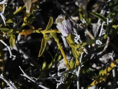 Monechma spartioides