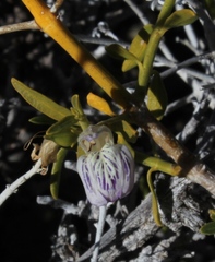 Monechma spartioides