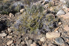 Monechma spartioides