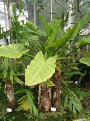 Typhonodorum lindleyanum