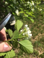 Crataegus chrysocarpa phoeniceoides