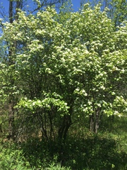 Crataegus chrysocarpa phoeniceoides