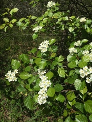 Crataegus chrysocarpa phoeniceoides