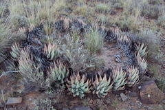 Aloe claviflora