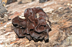 Phaeotremella foliacea image