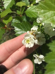 Crataegus chrysocarpa phoeniceoides
