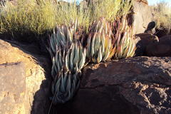 Aloe claviflora
