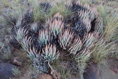 Aloe claviflora