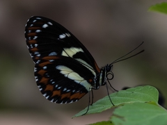 Heliconius atthis