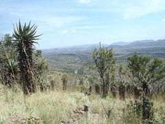 Aloe marlothii marlothii