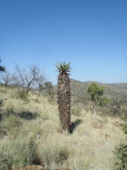 Aloe marlothii marlothii