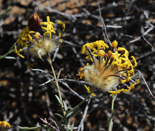 Tankwa Curryflower (Lasiosiphon rigidus)