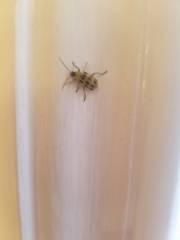 Diabrotica undecimpunctata