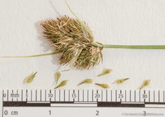 Carex athrostachya