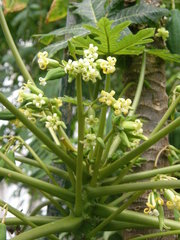 Vasconcellea heilbornii