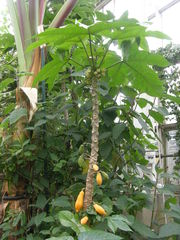 Vasconcellea monoica