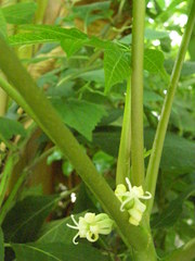 Vasconcellea monoica