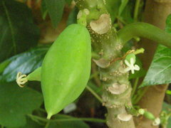 Vasconcellea monoica