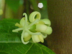 Vasconcellea monoica