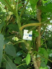 Vasconcellea monoica