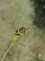 Hermannia boraginiflora