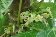 Vasconcellea monoica