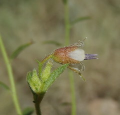 Hermannia boraginiflora