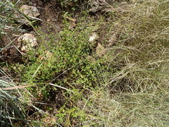 Hermannia boraginiflora