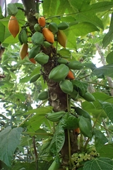 Vasconcellea monoica