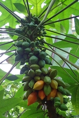 Vasconcellea monoica