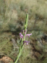 Striga bilabiata bilabiata