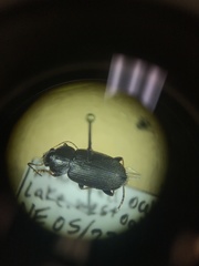 Amphasia sericea