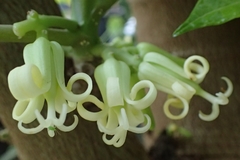 Vasconcellea monoica