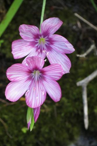 Geissorhiza outeniquensis