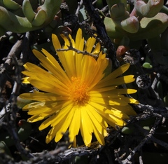 Malephora crassa