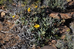 Malephora crassa