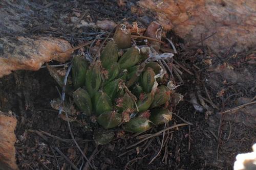Haworthia outeniquensis