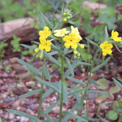 Lithospermum cobrense
