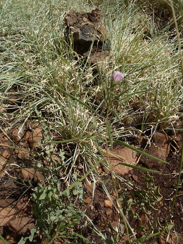 Monsonia biflora