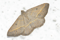 Digrammia irrorata