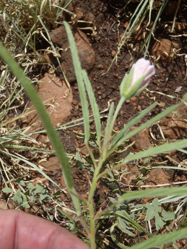 Monsonia biflora